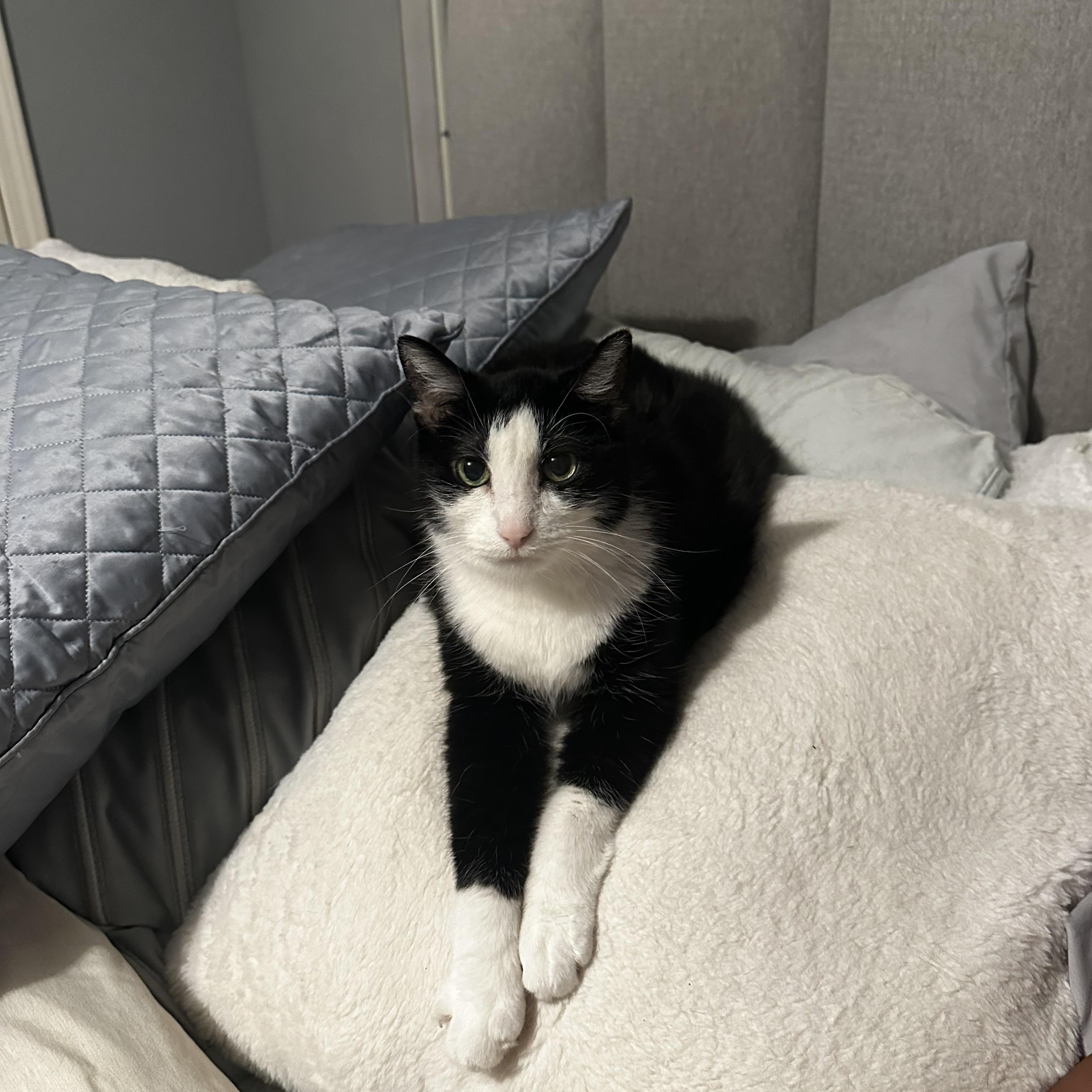 Lizzie - Foster Home DS, Adoptable, Senior Female Domestic Medium Hair.