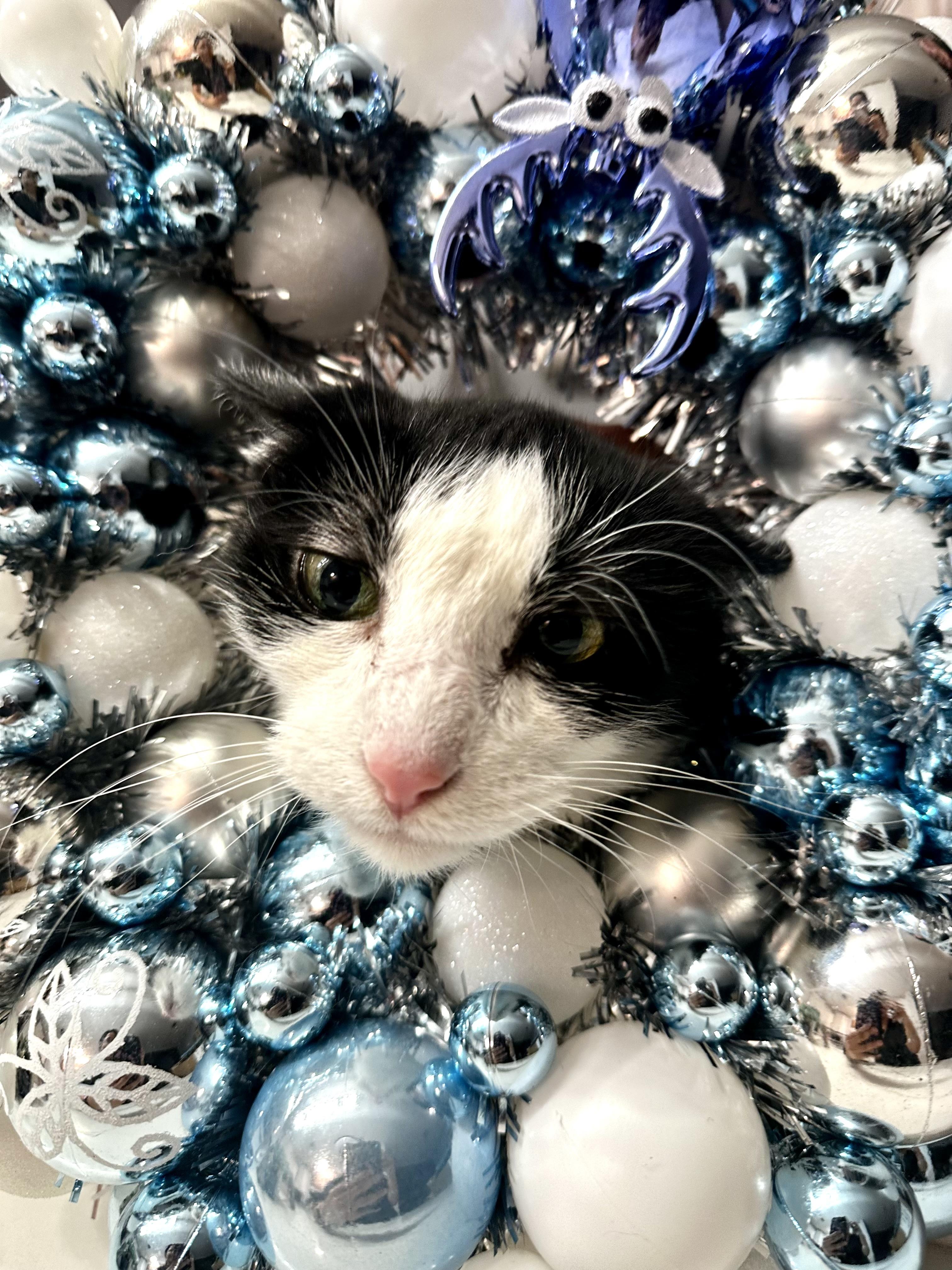 Lizzie - Foster Home DS, a Adoptable Domestic Medium Hair in Spring, TX image 2/6