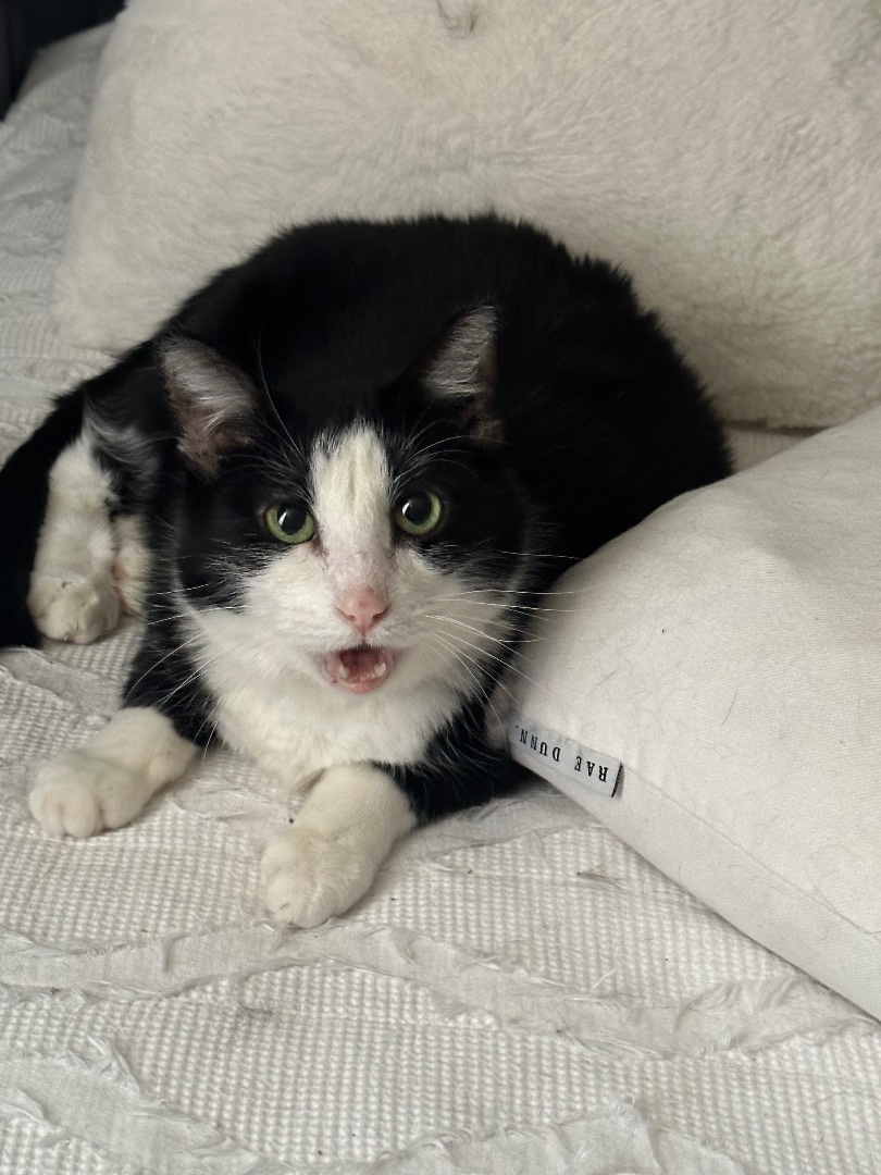 Lizzie - Foster Home DS, a Adoptable Domestic Medium Hair in Spring, TX image 5/6