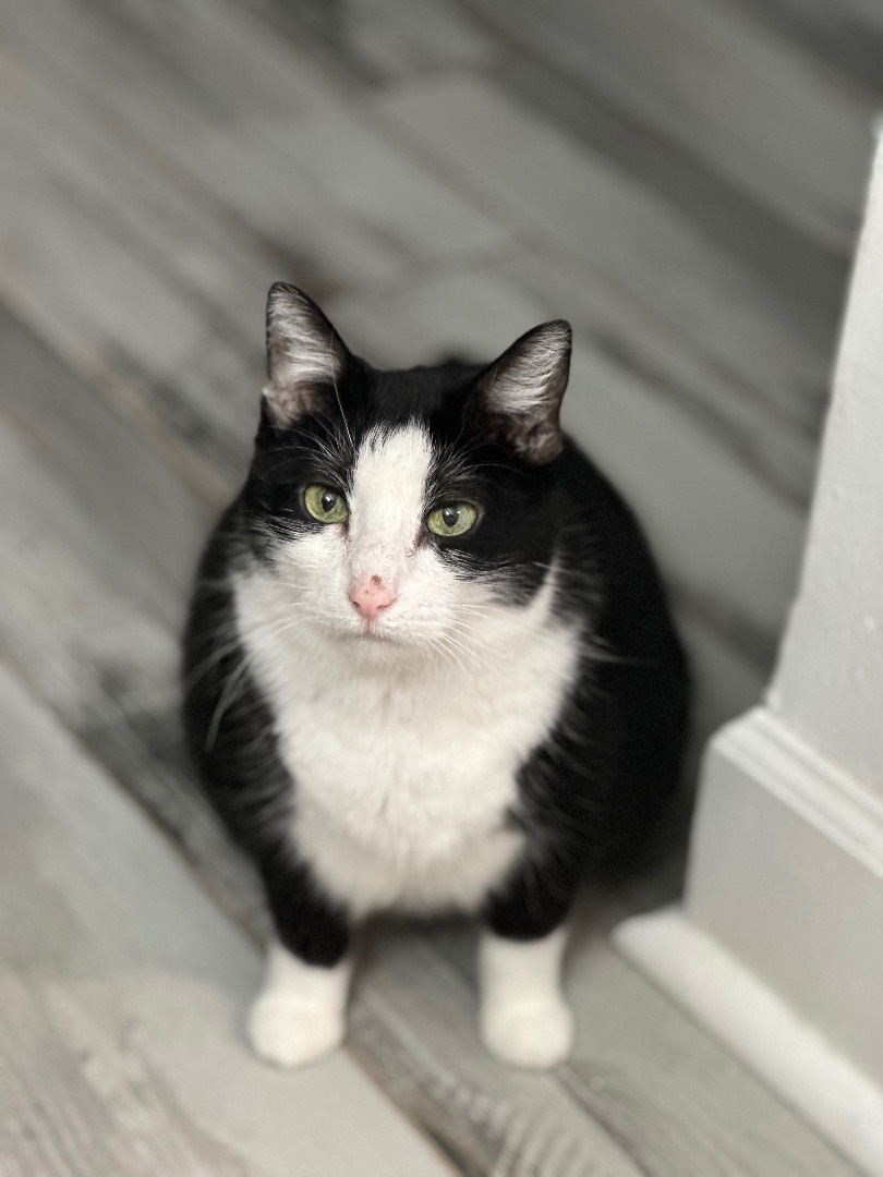 Lizzie - Foster Home DS, a Adoptable Domestic Medium Hair in Spring, TX image 6/6