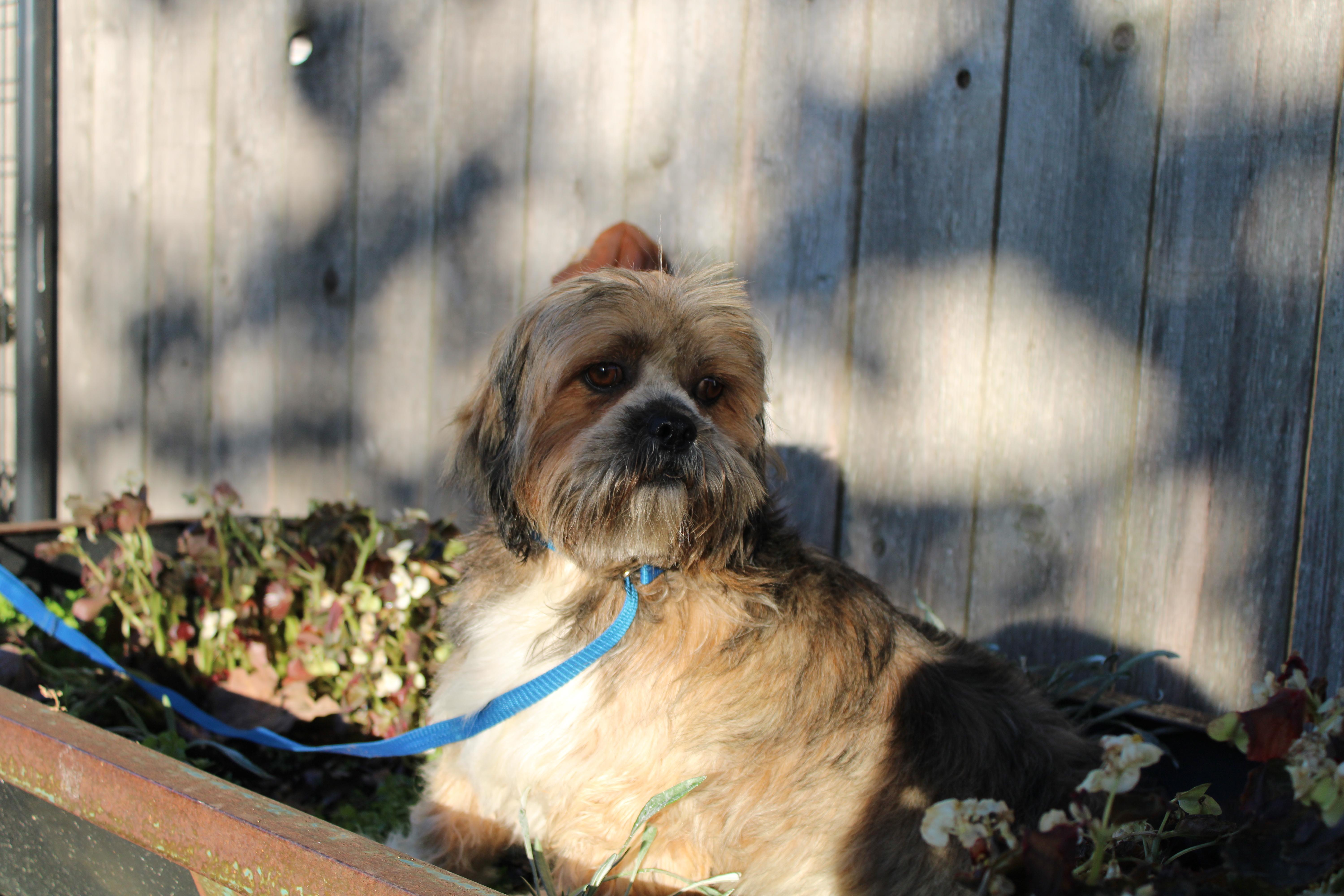 Kelly, a Adoptable Lhasa Apso in Neosho, MO image 2/3