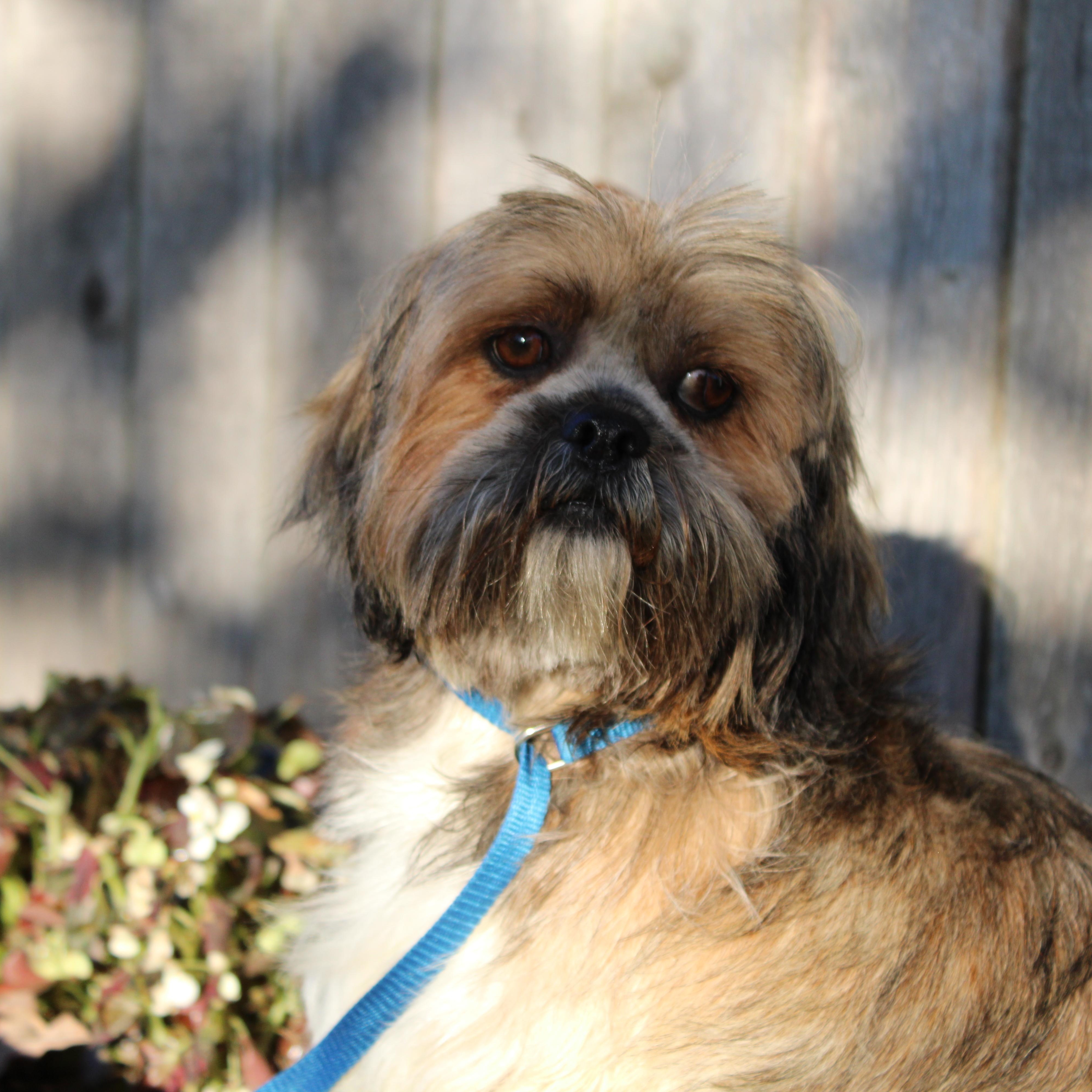 Kelly, Adoptable, Adult Female Lhasa Apso.