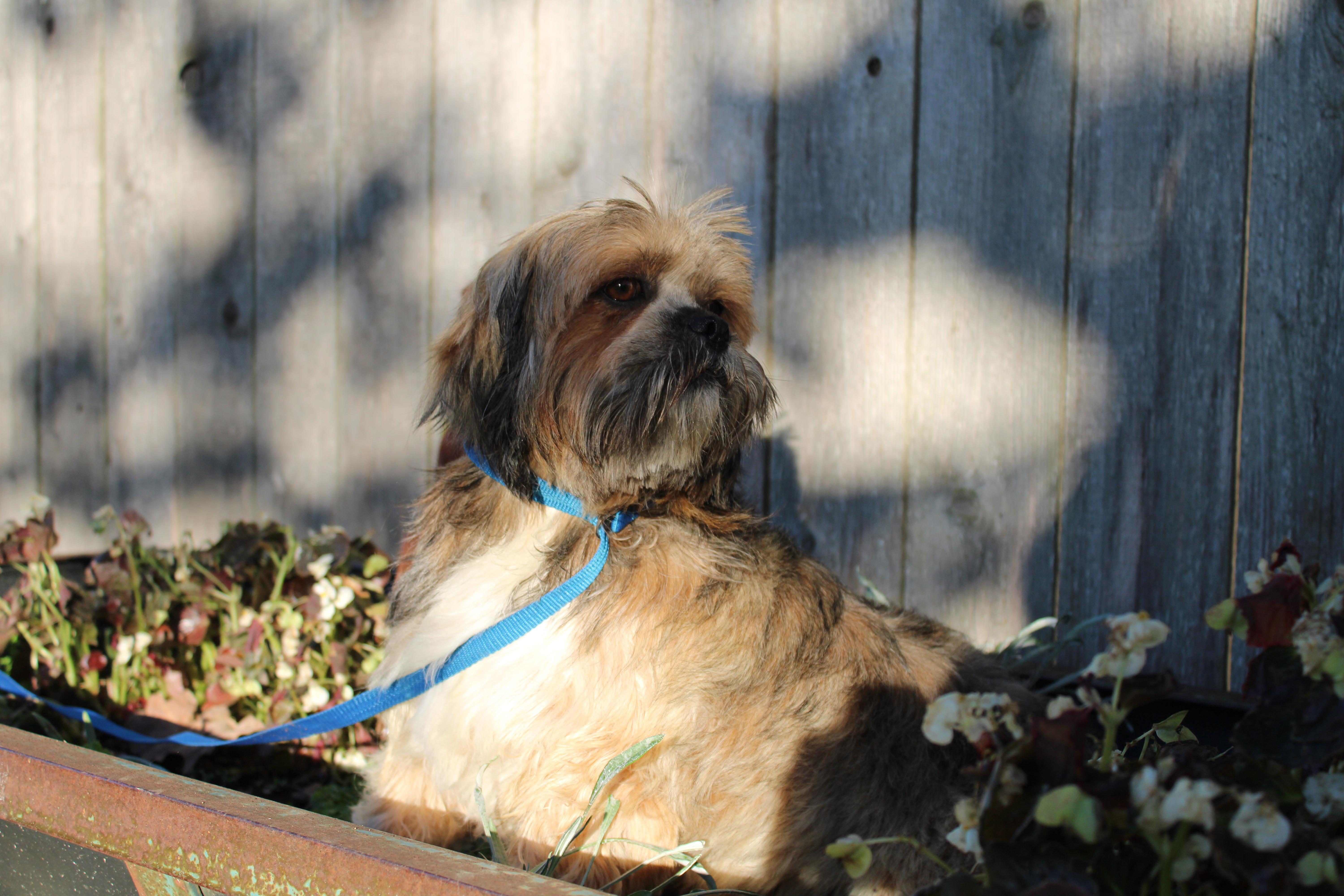 Kelly, a Adoptable Lhasa Apso in Neosho, MO image 3/3