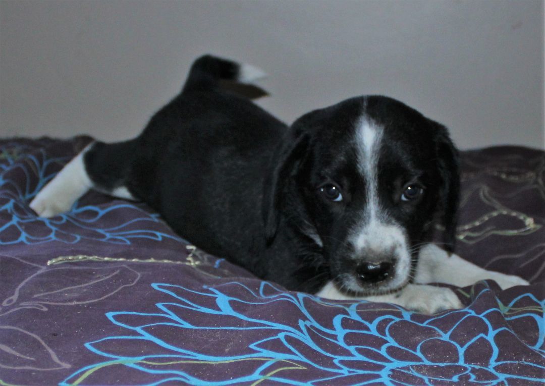 Enlarge Bambi, a Adopted mixed breed in Franklin, AR image 1/6