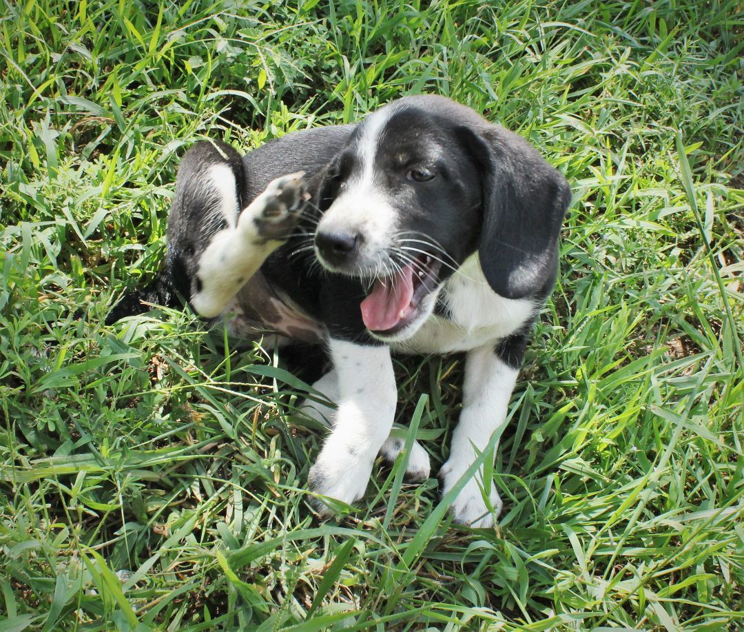 Enlarge Bambi, a Adopted mixed breed in Franklin, AR image 2/6