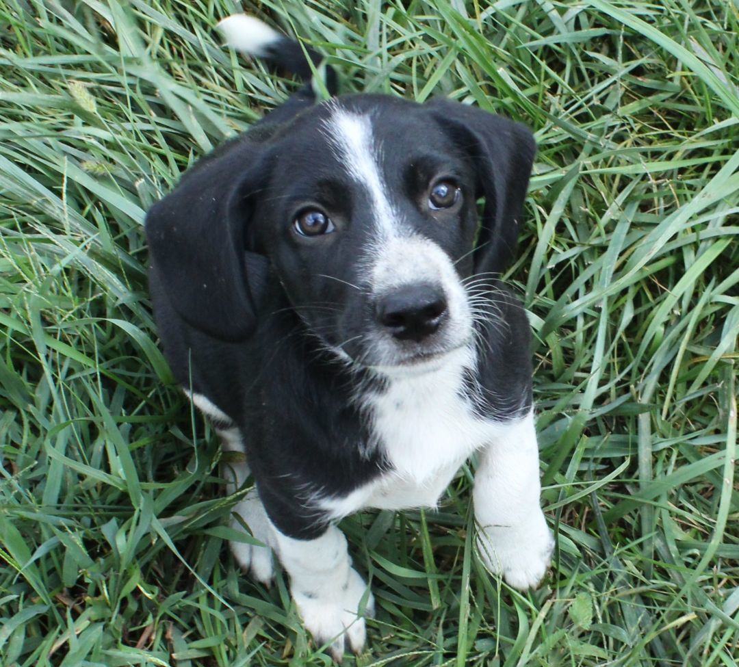 Enlarge Bambi, a Adopted mixed breed in Franklin, AR image 3/6