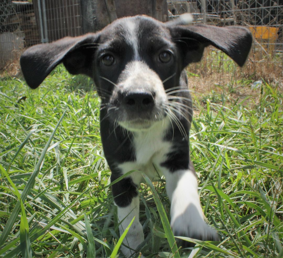 Enlarge Bambi, a Adopted mixed breed in Franklin, AR image 4/6