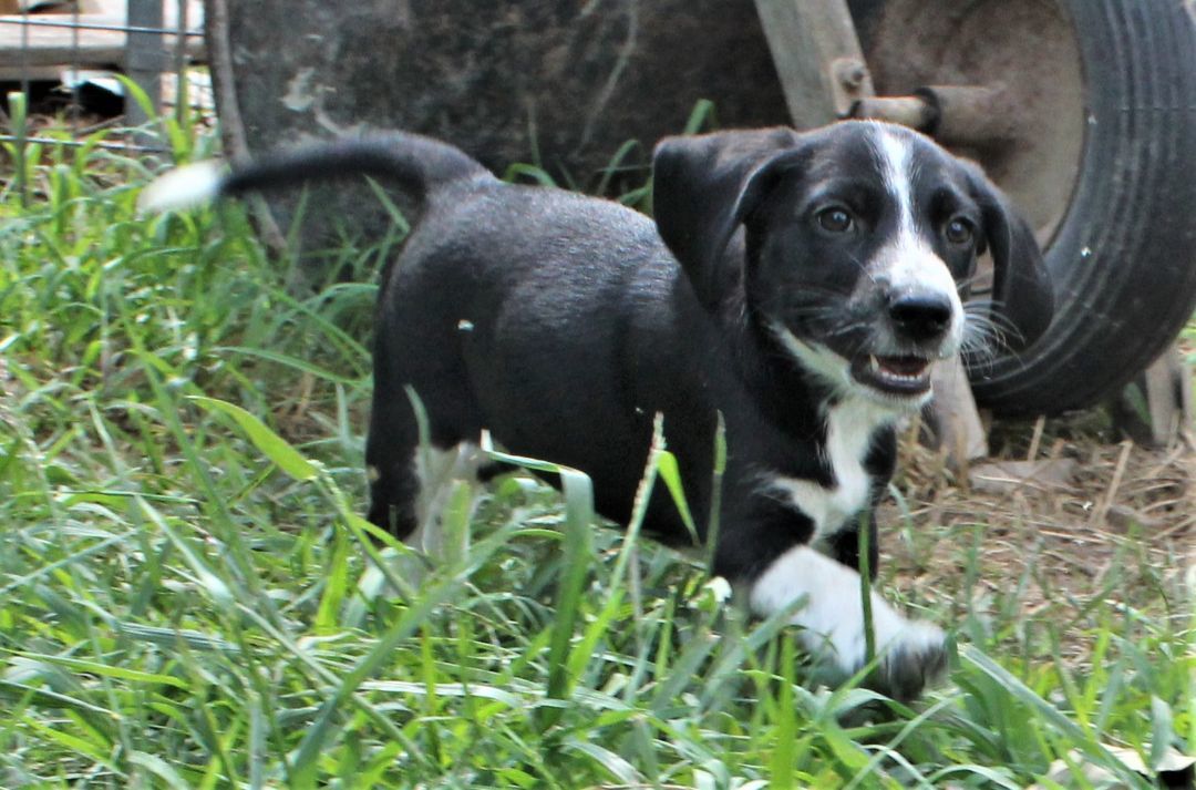 Bambi, Adopted, Puppy Female Beagle & Labrador Retriever.