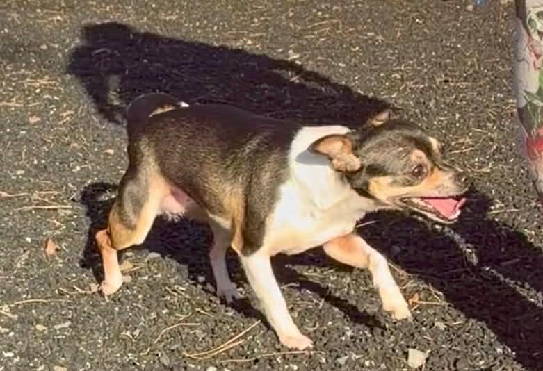 Enlarge ChiChi, an adopted mixed breed in East Hartford, CT image 1/5