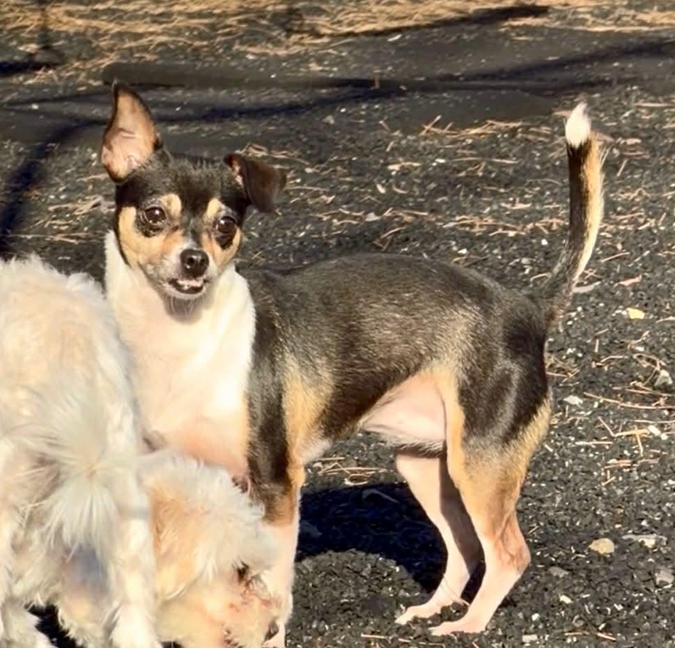 Enlarge ChiChi, an adopted mixed breed in East Hartford, CT image 2/5