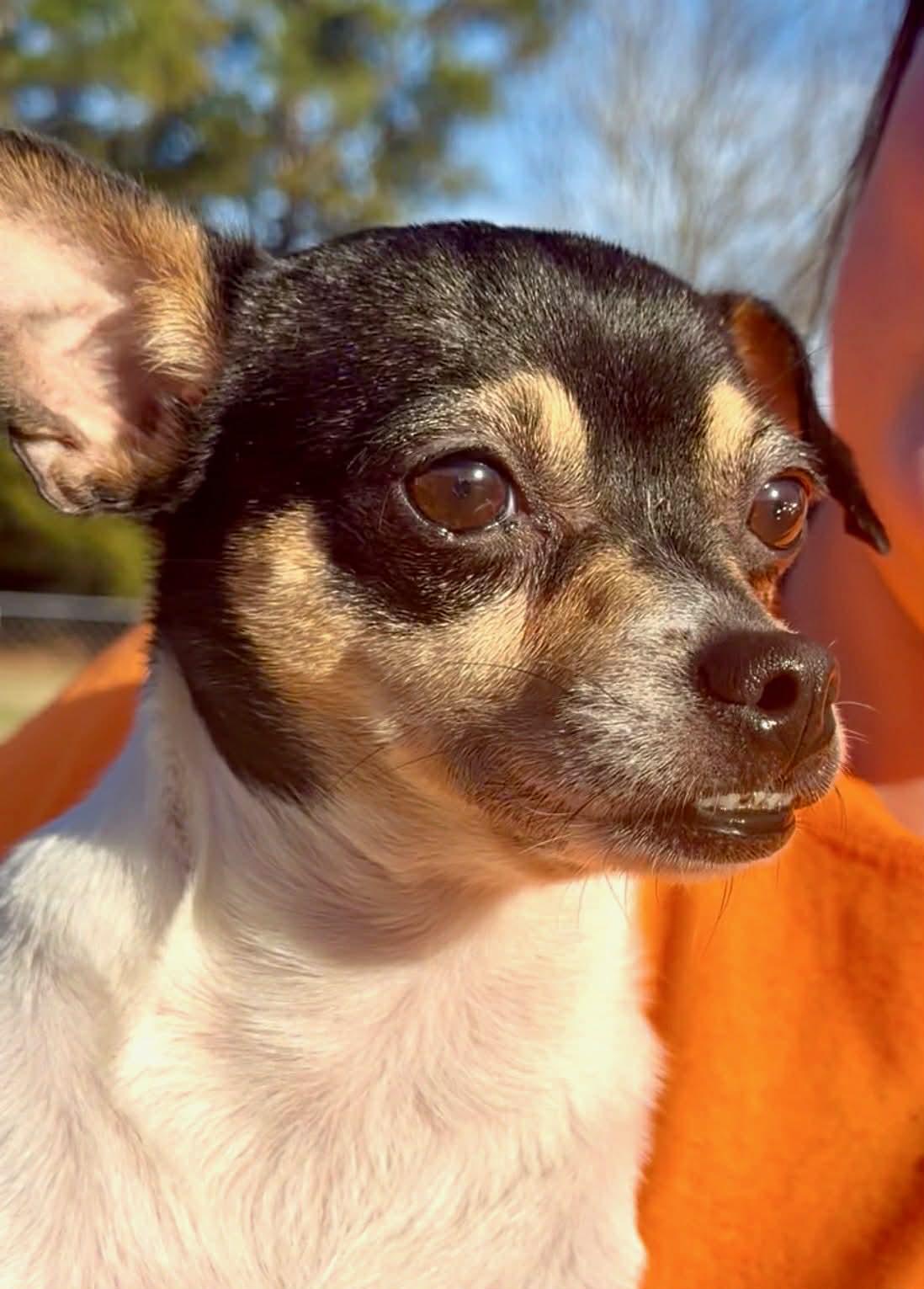 Enlarge ChiChi, an adopted mixed breed in East Hartford, CT image 3/5