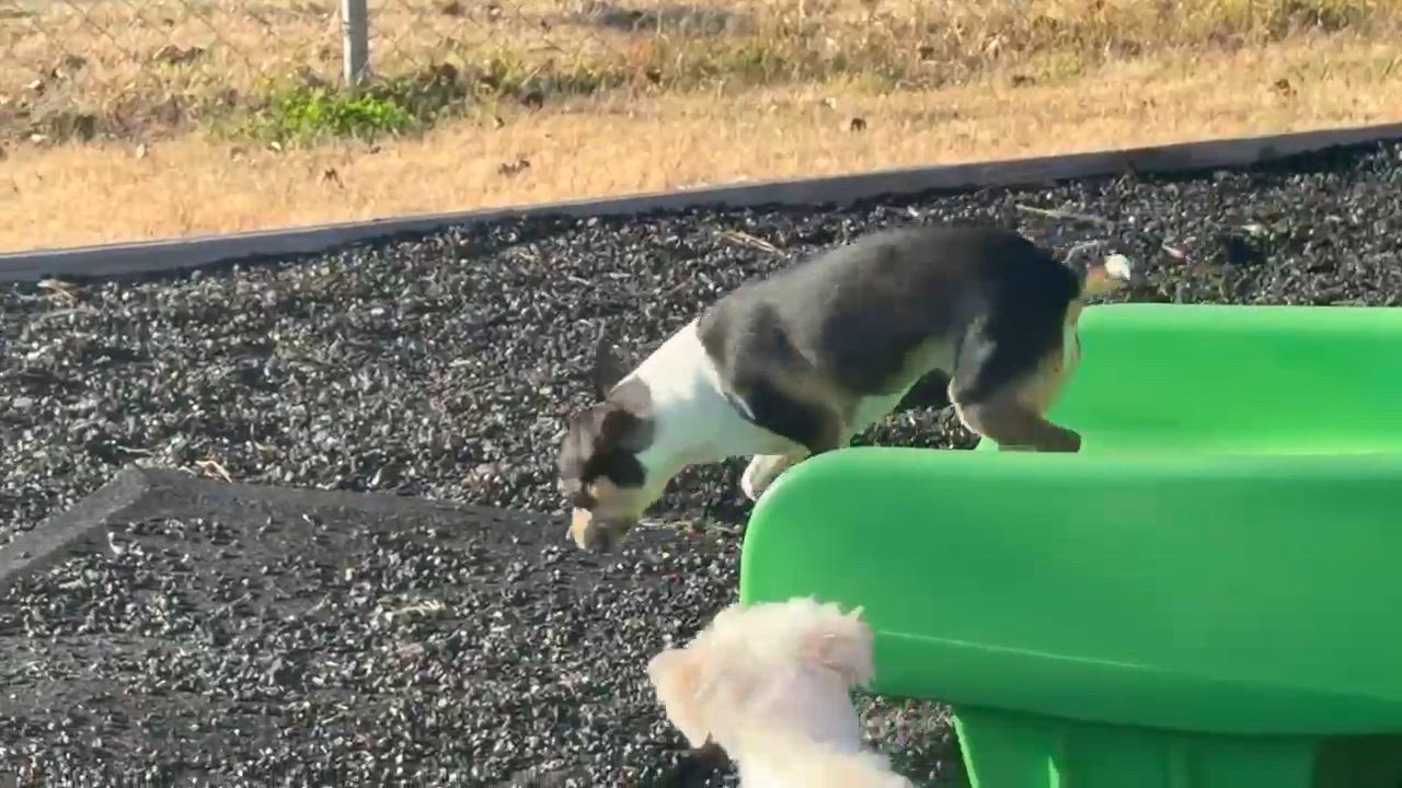 Enlarge ChiChi, an adopted mixed breed in East Hartford, CT video 4/5