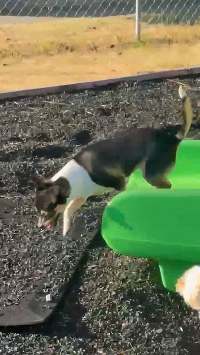 Enlarge ChiChi, an adopted mixed breed in East Hartford, CT video 5/5