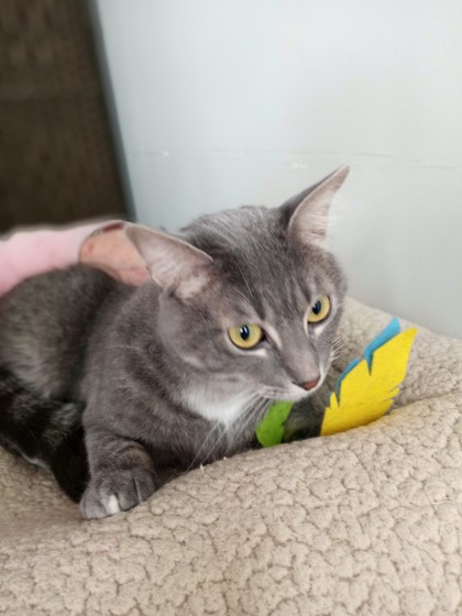 Yaga, an adopted Domestic Short Hair in Northfield, MN image 1/3
