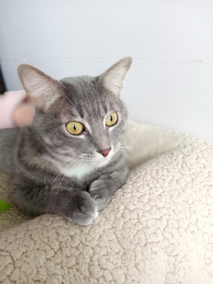 Yaga, an adopted Domestic Short Hair in Northfield, MN image 2/3