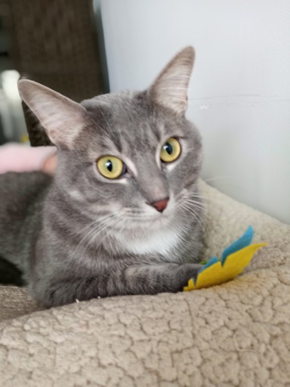 Yaga, an adopted Domestic Short Hair in Northfield, MN image 3/3