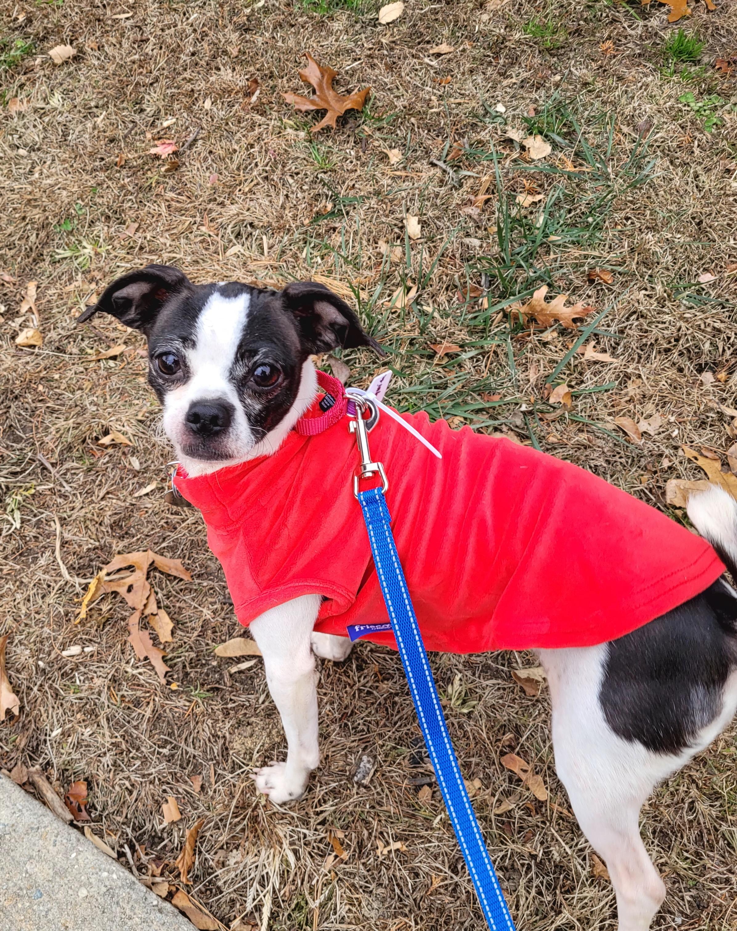 Enlarge Vaquita, an adoptable mixed breed in Wayne, NJ image 1/3