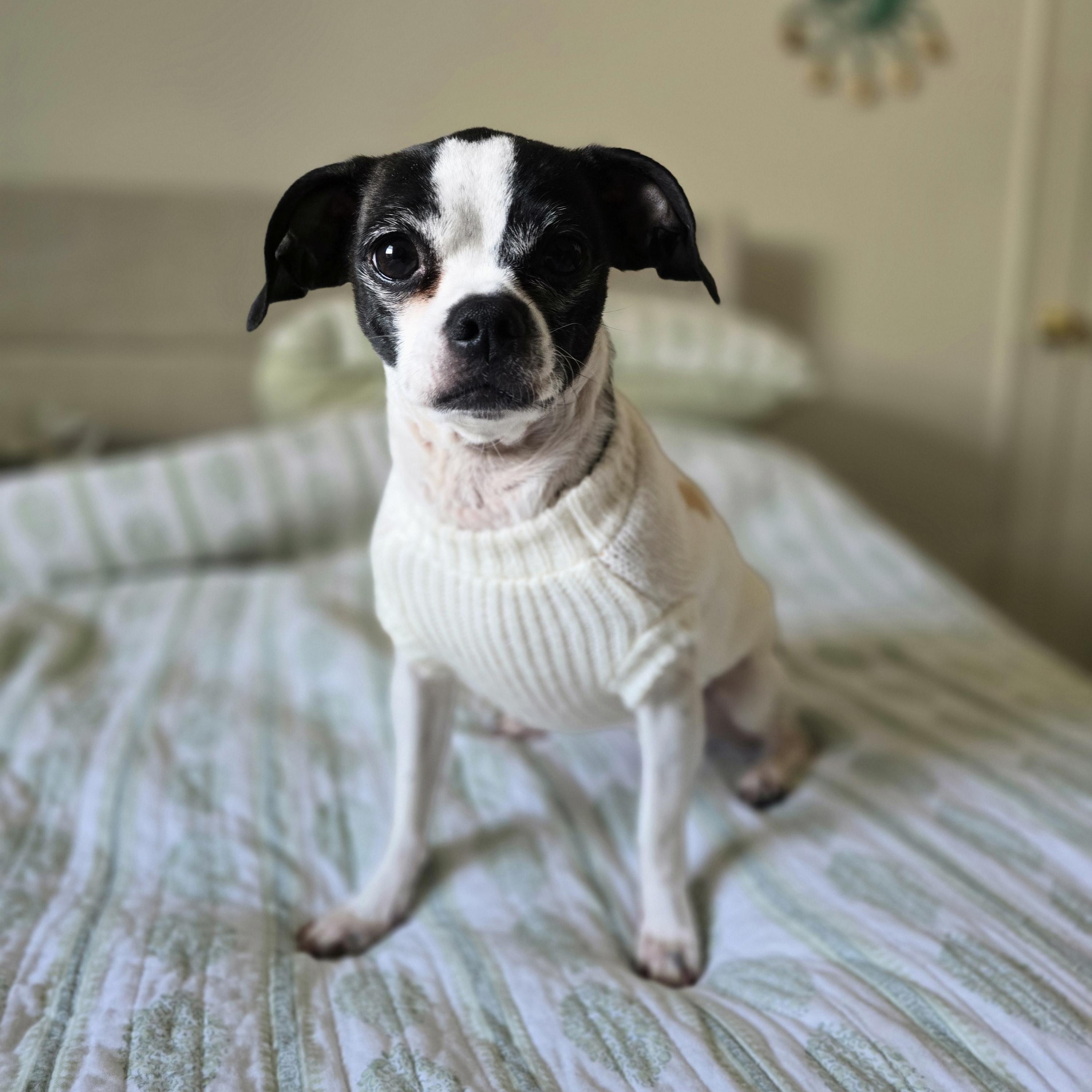 Vaquita, adoptable, Adult Female Chihuahua & Jack Russell Terrier.