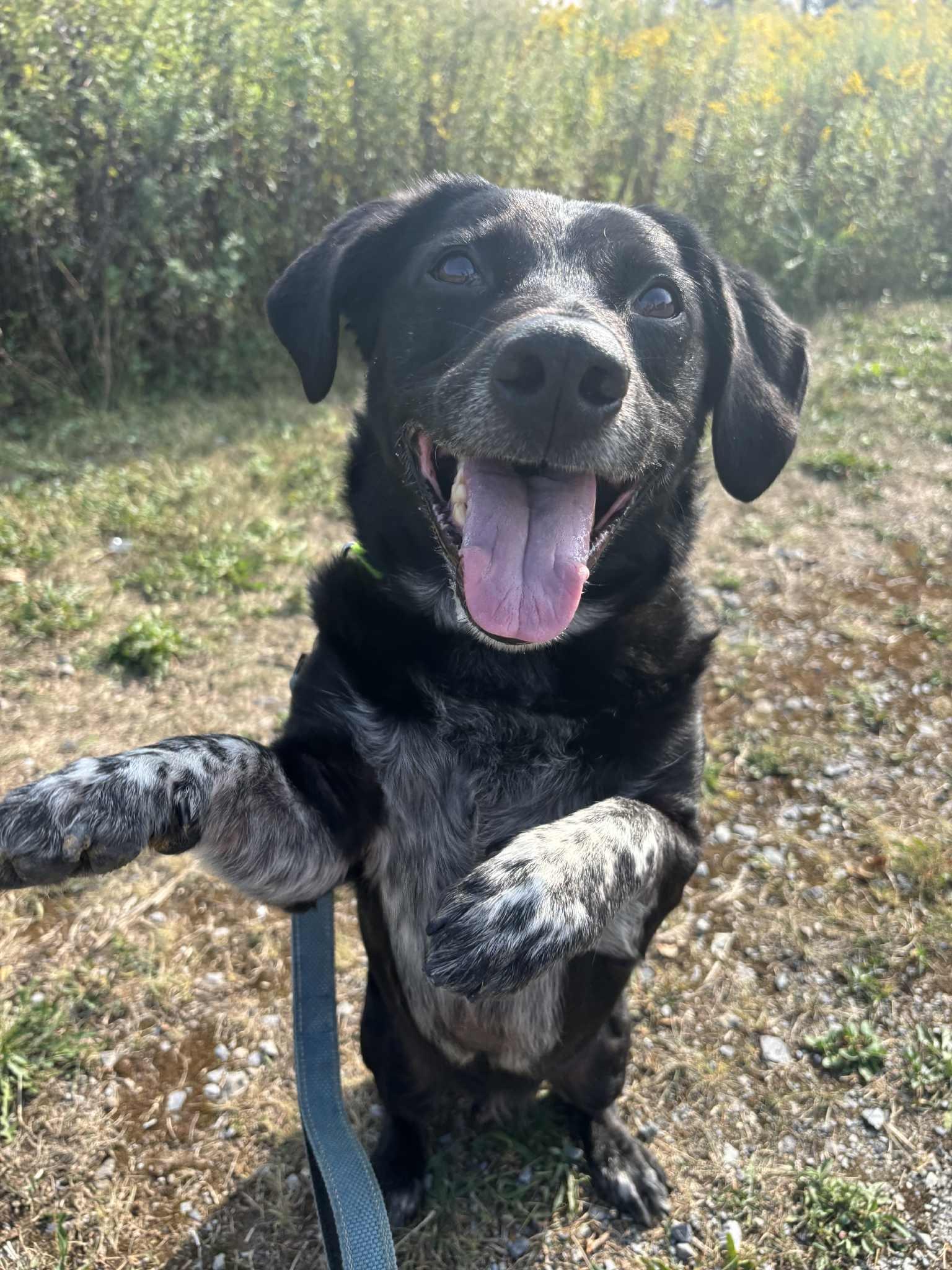 Yeti, a Adoptable mixed breed in Altoona, PA image 1/3