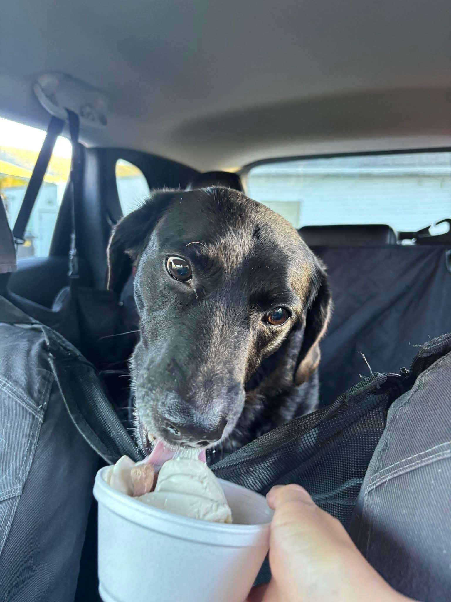 Yeti, Adoptable, Adult Male Basset Hound.