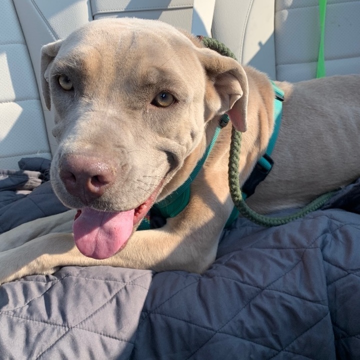 Blueberry, a Adopted mixed breed in Huntington, NY image 1/12