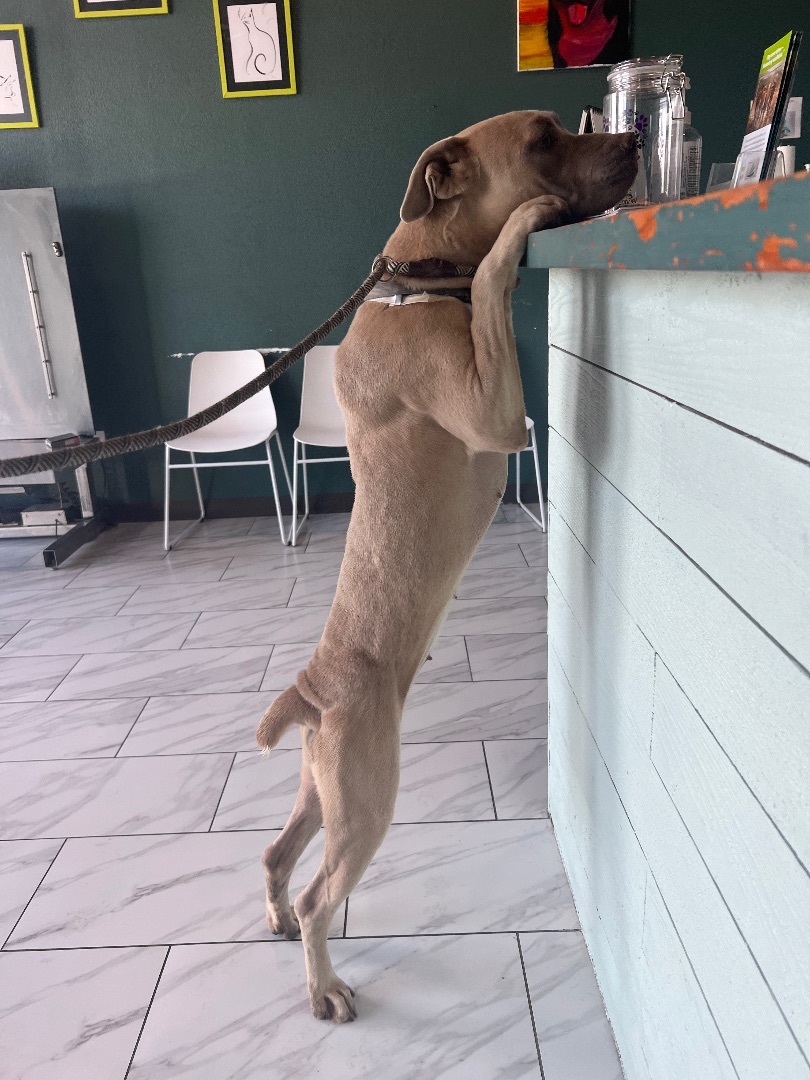 Blueberry, a Adopted mixed breed in Huntington, NY image 2/12