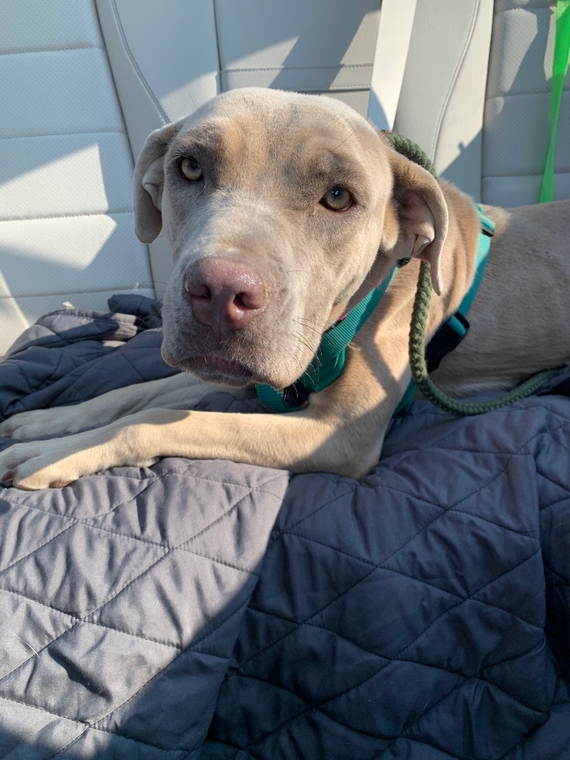 Blueberry, a Adopted mixed breed in Huntington, NY image 3/12