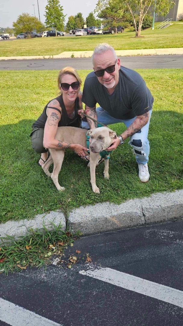 Blueberry, a Adopted mixed breed in Huntington, NY image 4/12