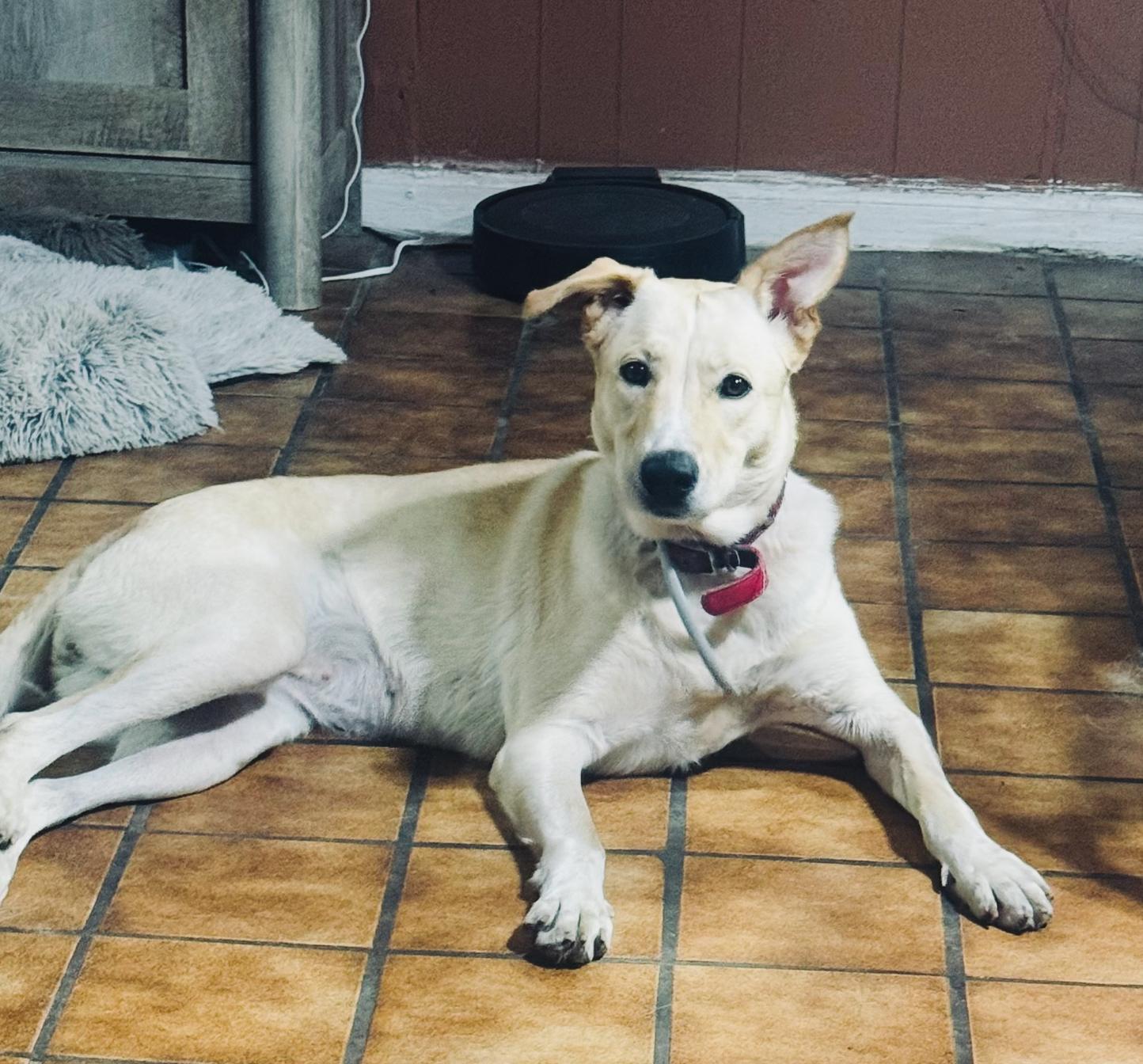 Loka, ADOPTABLE, Adult Female Labrador Retriever.