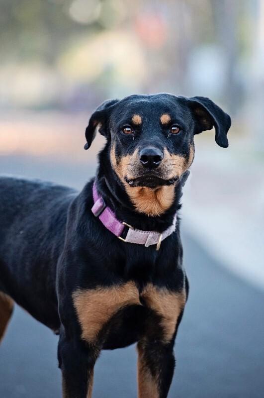 Enlarge Pumpkin, a Adoptable Rottweiler in Manhattan Beach, CA image 1/4