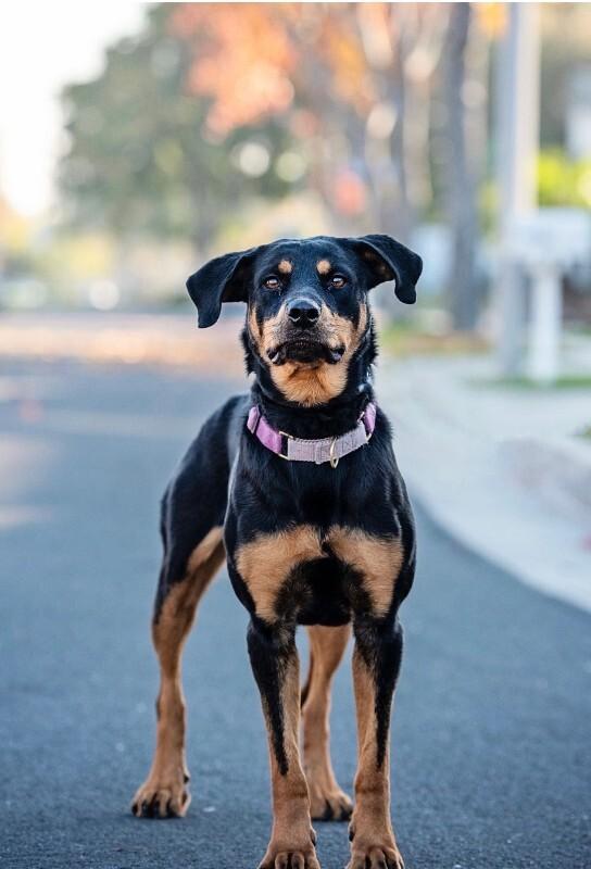 Enlarge Pumpkin, a Adoptable Rottweiler in Manhattan Beach, CA image 2/4