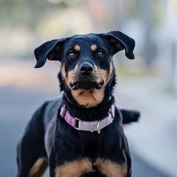 Pumpkin, a Adoptable Rottweiler in Manhattan Beach, CA image 3/5