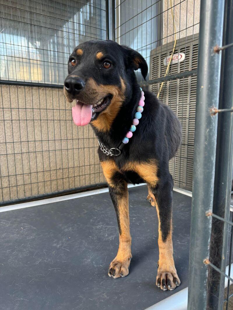 Enlarge Pumpkin, a Adoptable Rottweiler in Manhattan Beach, CA image 1/1