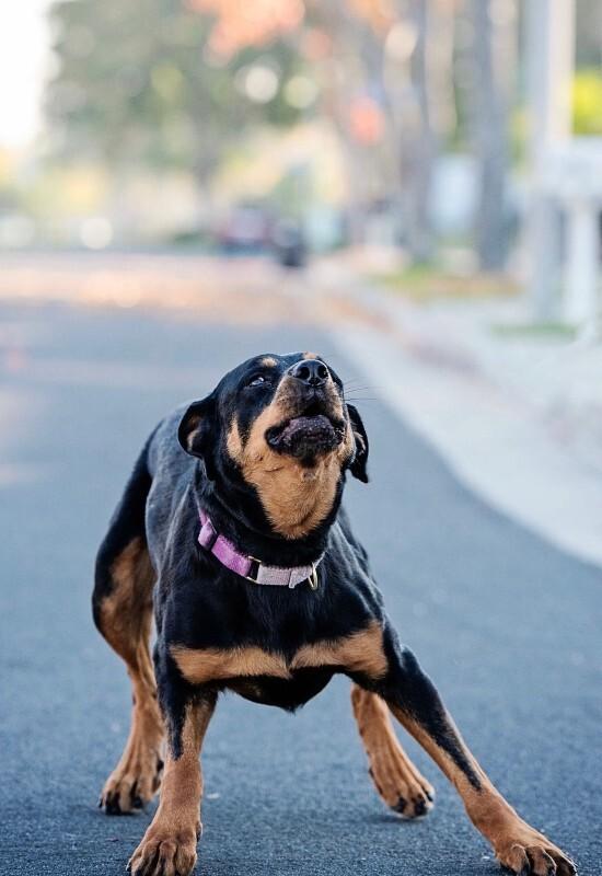 Enlarge Pumpkin, a Adoptable Rottweiler in Manhattan Beach, CA image 4/4