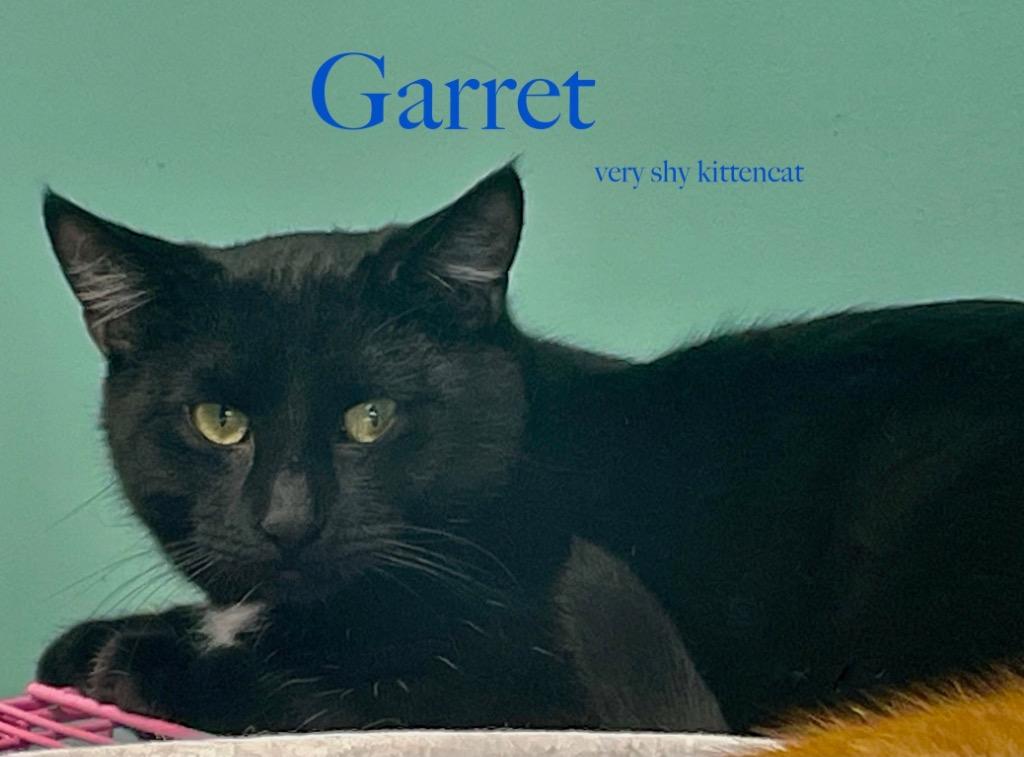 Enlarge Garret, a Adoptable mixed breed in Westfield, NY image 1/1