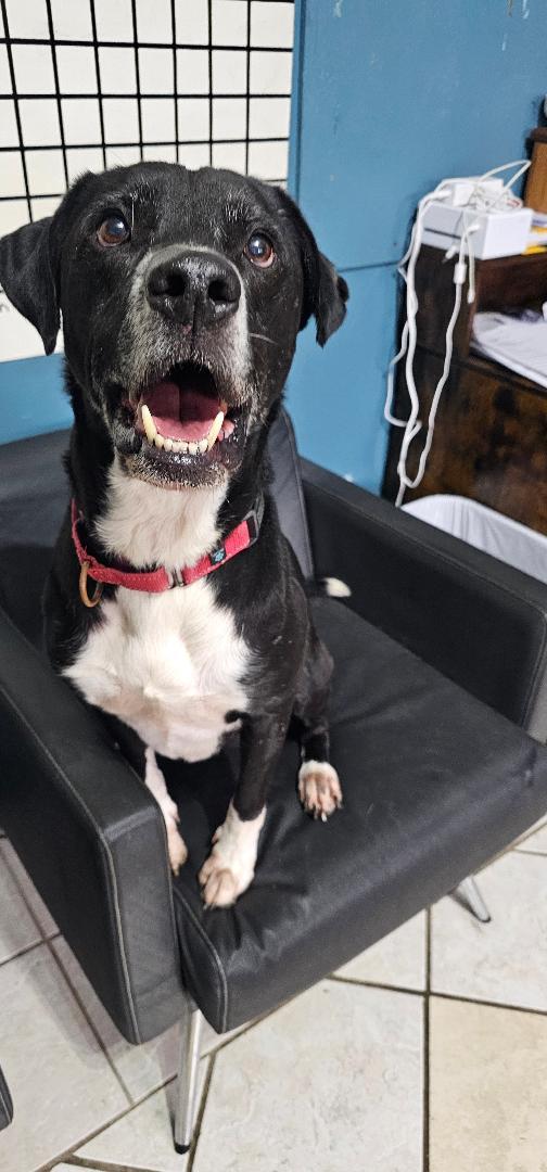 Bubbles, Adoptable, Senior Male Labrador Retriever.