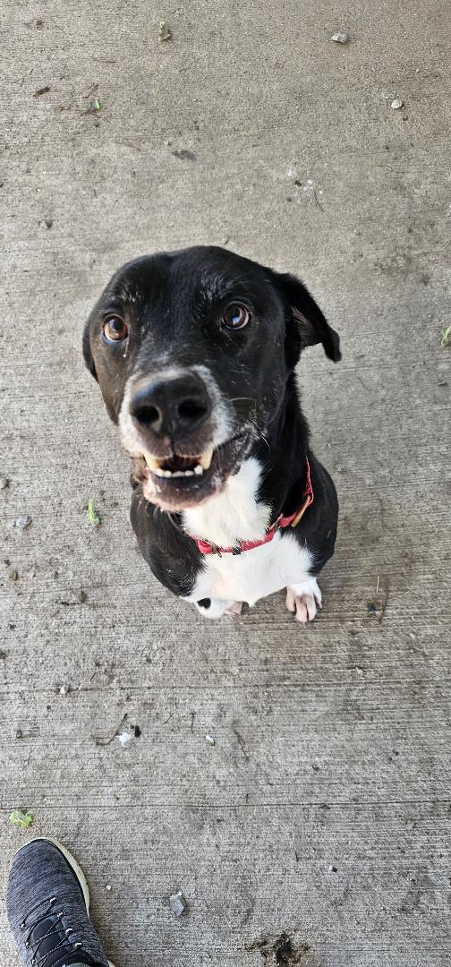 Enlarge Bubbles, a Adoptable Labrador Retriever in Du Quoin, IL image 3/3