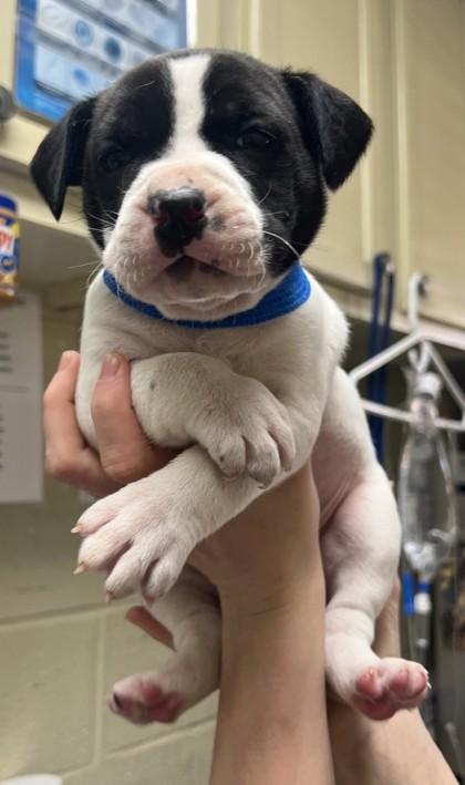 Enlarge Oscar, a Adoptable mixed breed in Fairhope, AL image 1/2