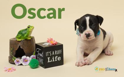 Enlarge Oscar, a Adoptable mixed breed in Fairhope, AL image 2/2