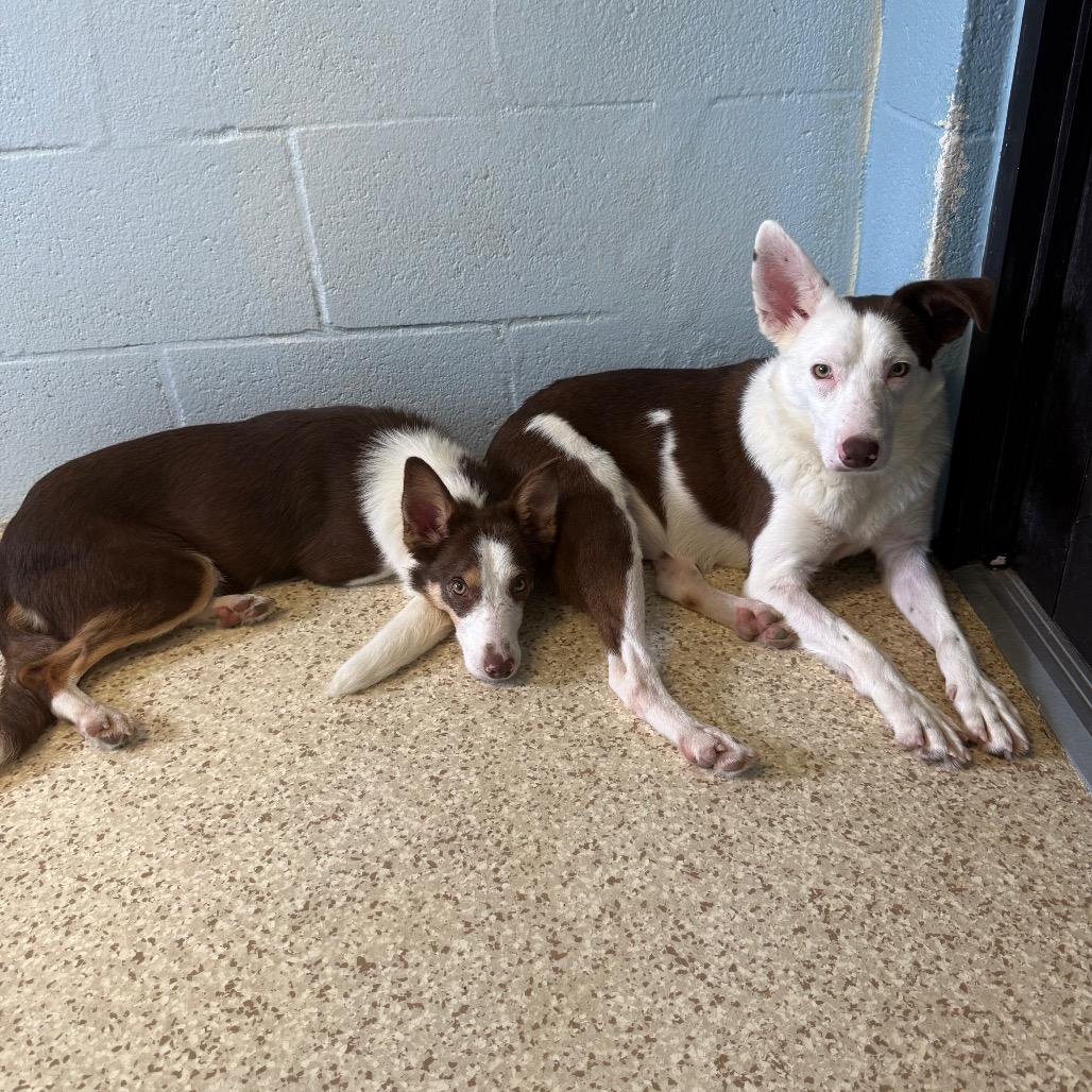 Sunny Sprout 1121, Adoptable, Adult Male Collie & None.