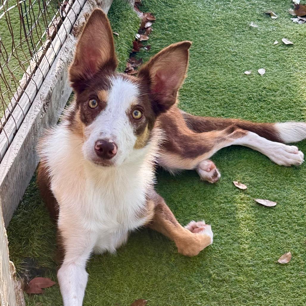 Enlarge Sunny Sprout 1121, a Adoptable Collie in LOXAHATCHEE, FL image 2/4