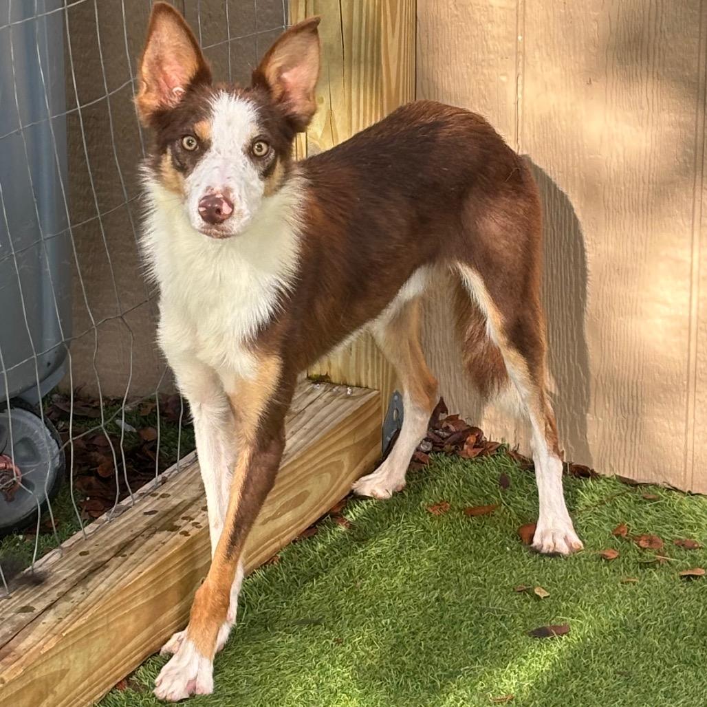 Enlarge Sunny Sprout 1121, a Adoptable Collie in LOXAHATCHEE, FL image 3/4