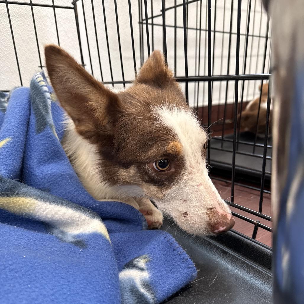 Enlarge Sunny Sprout 1121, a Adoptable Collie in LOXAHATCHEE, FL image 4/4