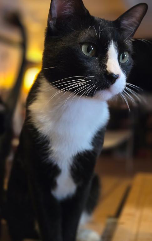 Enlarge Domino, a Adopted Tuxedo in Phoenix, AZ image 1/3