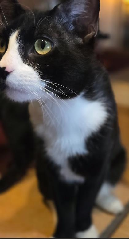 Enlarge Domino, a Adopted Tuxedo in Phoenix, AZ image 2/3
