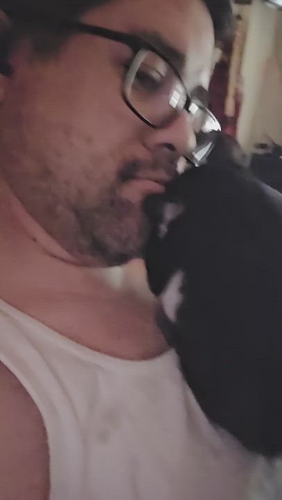 Enlarge Domino, a Adopted Tuxedo in Phoenix, AZ video 3/3