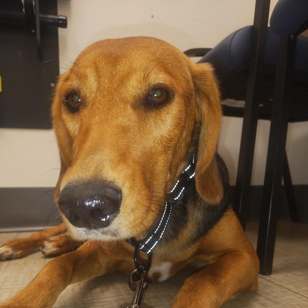Cozzette, Adoptable, Adult Female Hound & Mixed Breed.
