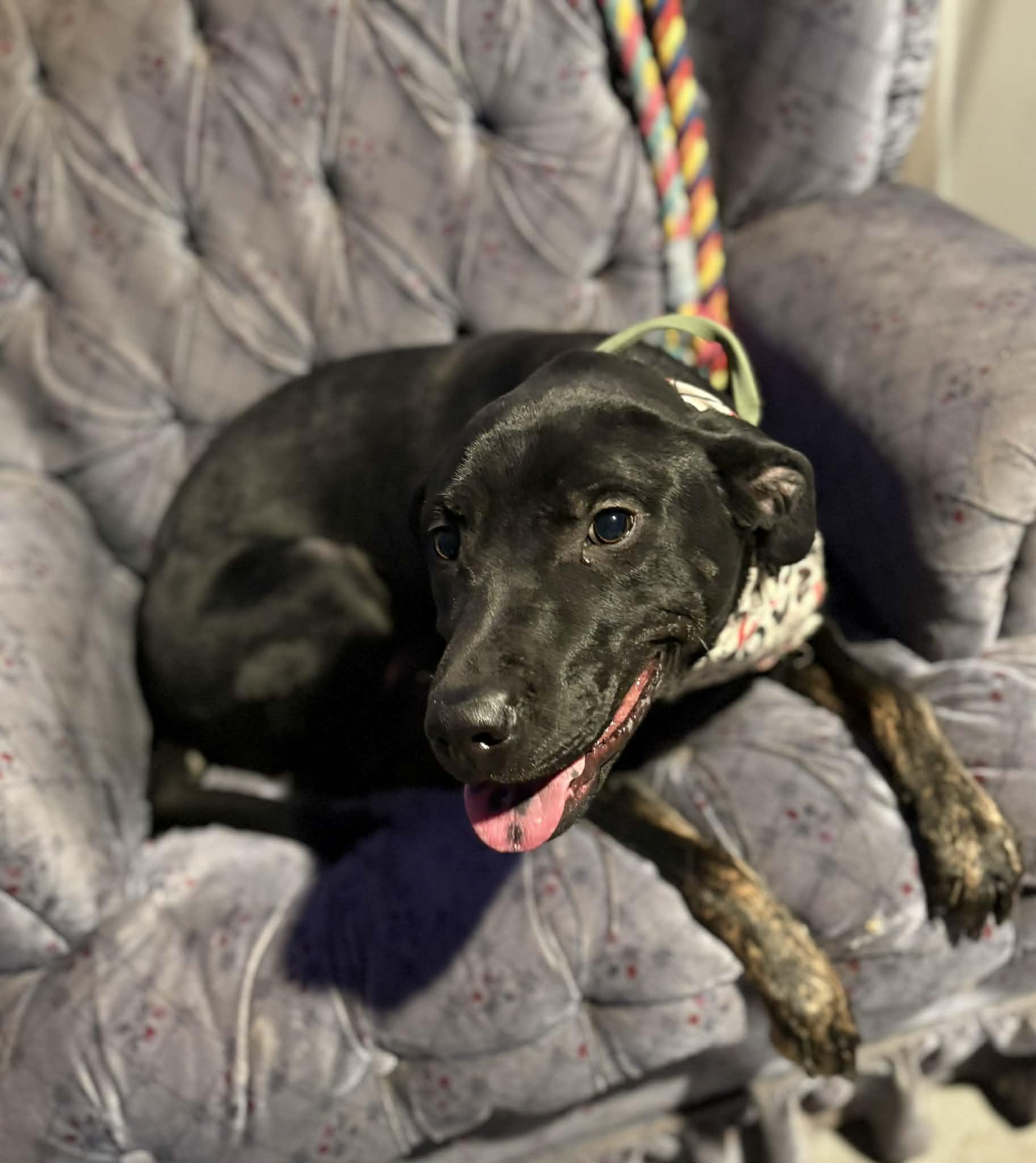 Enlarge Azriel, a ADOPTABLE mixed breed in morgantown, WV image 4/4