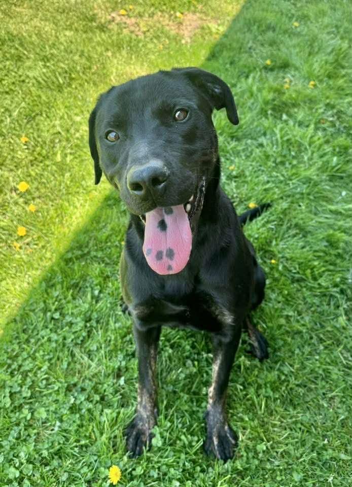 Enlarge Azriel, a ADOPTABLE mixed breed in morgantown, WV image 2/4