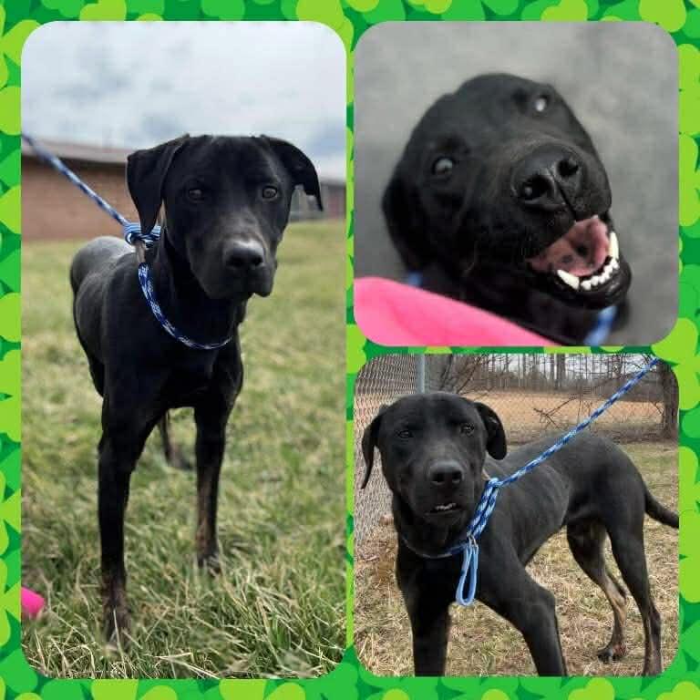 Enlarge Azriel, a ADOPTABLE mixed breed in morgantown, WV image 1/4